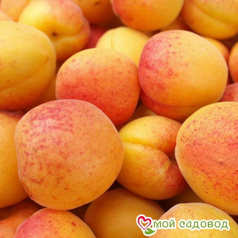 Абрикос Саянский