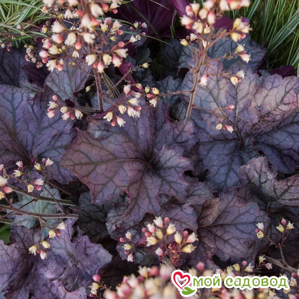 Гейхера Рекс Пурпл