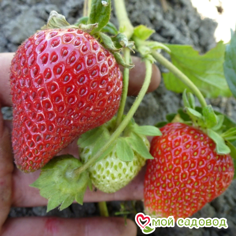 Клубника Вима Рина