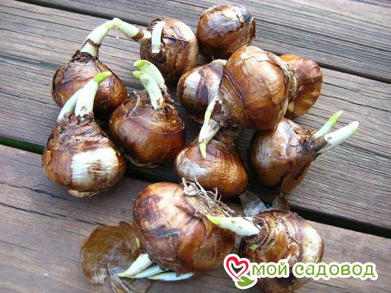 Нарцисс Зимняя Сказка